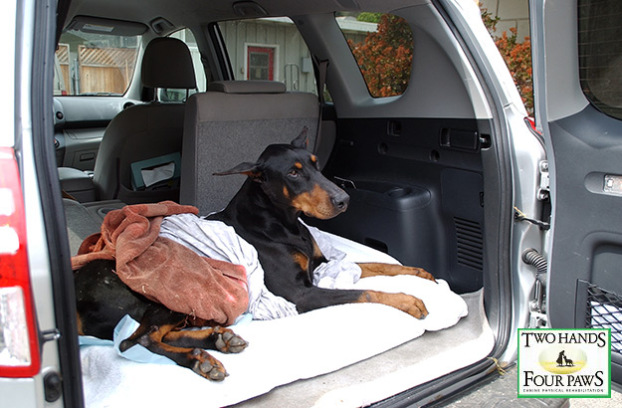 Kenny the doberman. Kenny the doberman.